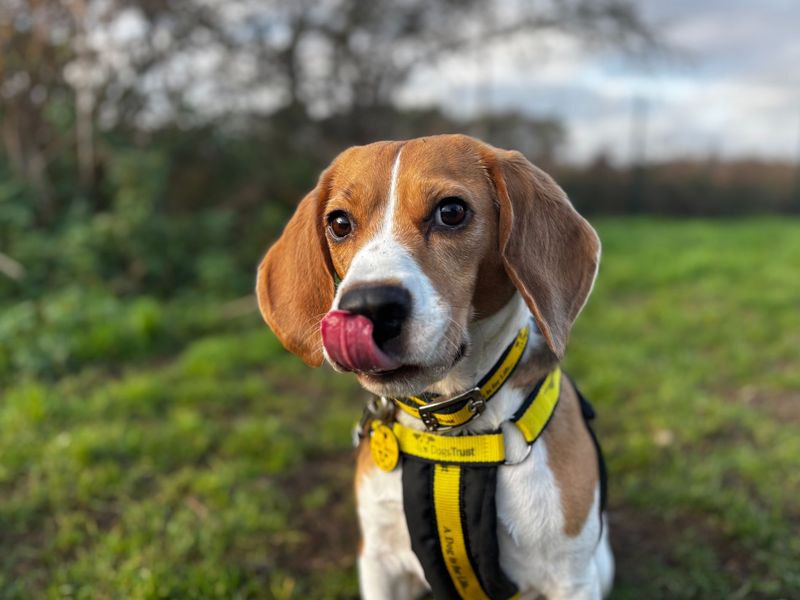 Milk | Beagle | Snetterton (Norfolk) - 1