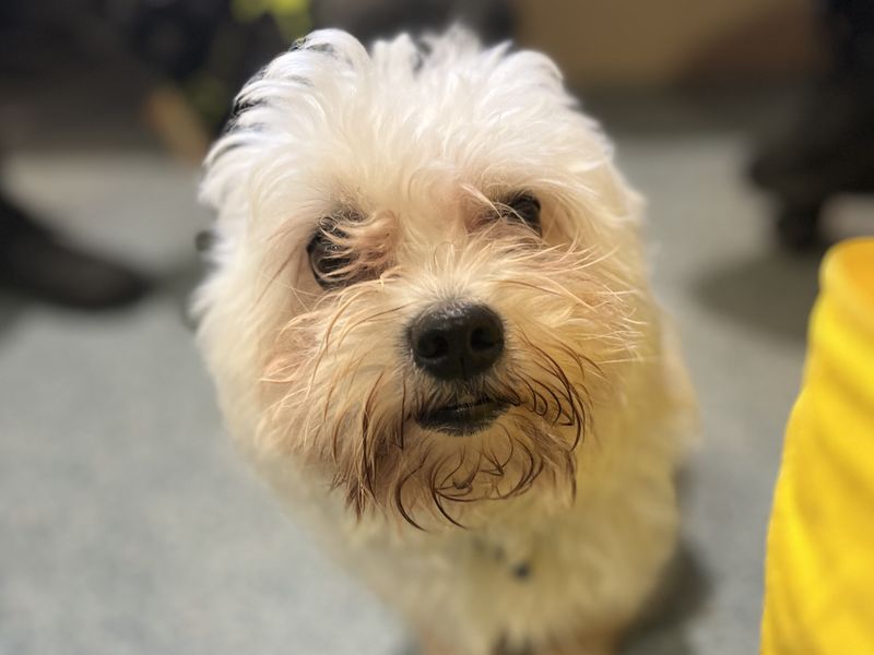 Bruce | Coton De Tulear | Shoreham (Sussex) - 2