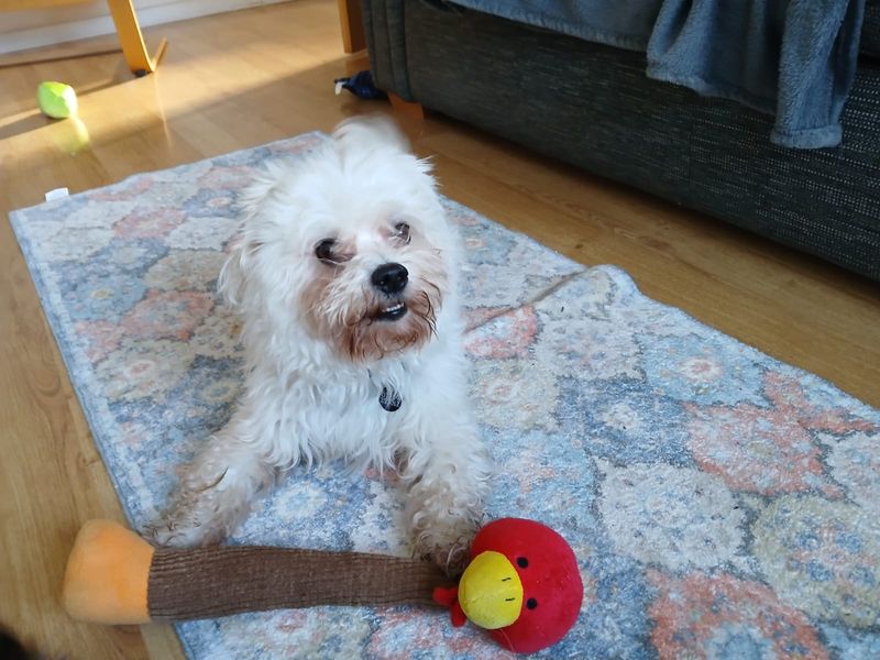 Bruce, a 4 years old male Coton De Tulear available for adoption from Dogs Trust in Shoreham, West Sussex