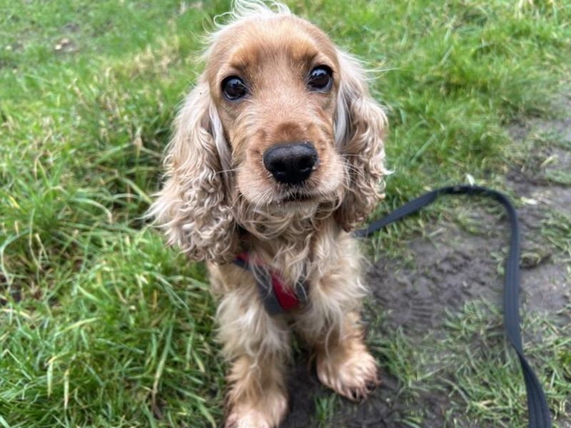 Cocker Spaniel for adoption in Snetterton, Norfolk – 6 years old