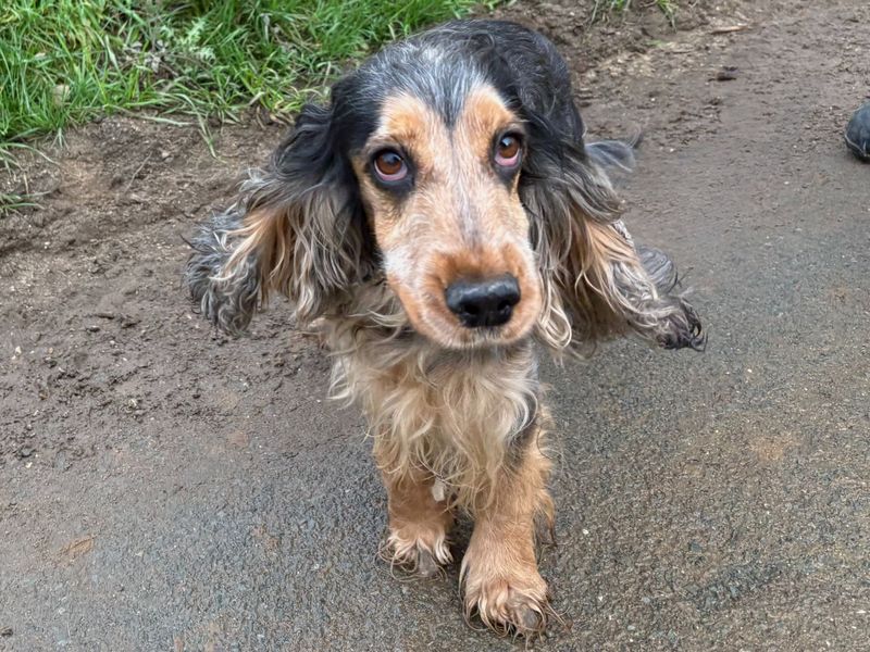 Cocker Spaniel for adoption in Snetterton, Norfolk – 4 years old
