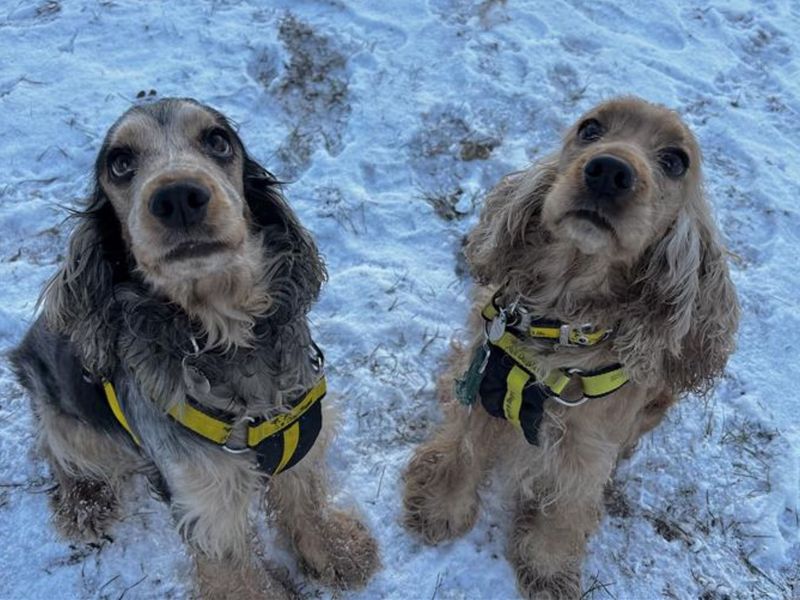 Cocker Spaniel for adoption in Snetterton, Norfolk – 4 years old - Image 4 of 4