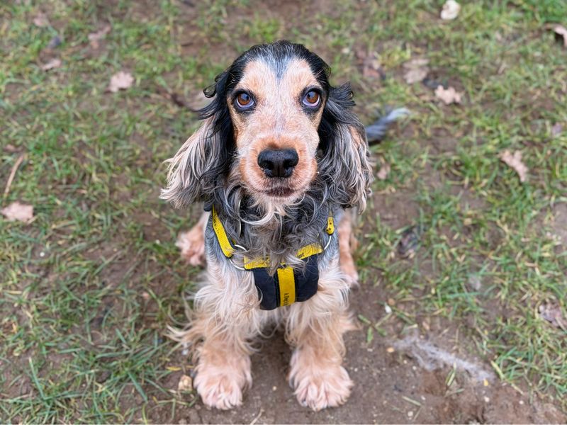 Cocker Spaniel for adoption in Snetterton, Norfolk – 4 years old - Image 3 of 4
