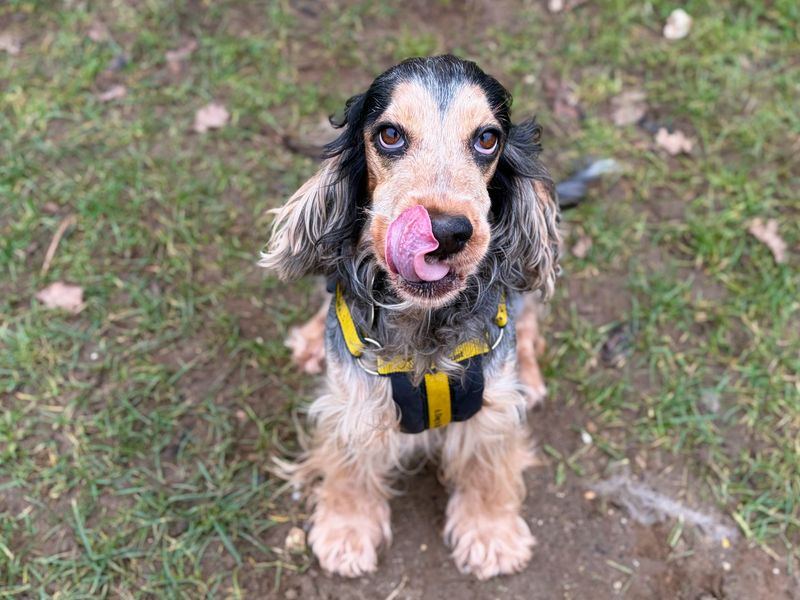 Cocker Spaniel for adoption in Snetterton, Norfolk – 4 years old - Image 2 of 4