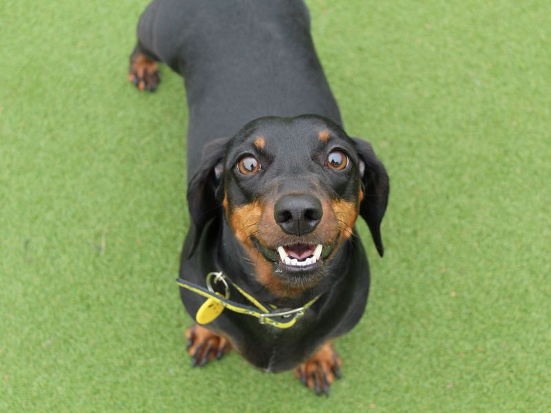 Sunny, a 6 years old male Dachshund available for adoption from Dogs Trust in Basildon, Essex