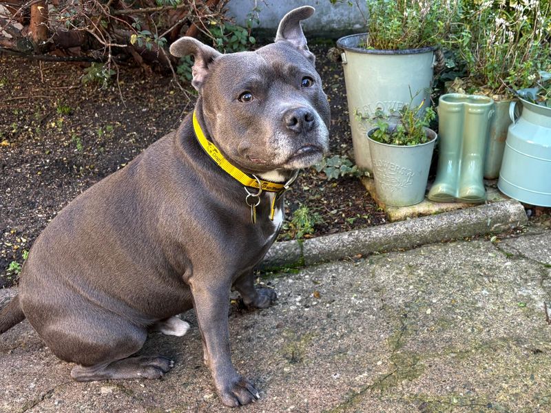 Geoffrey | Terrier (Staffordshire Bull) | Merseyside (Liverpool) - 1