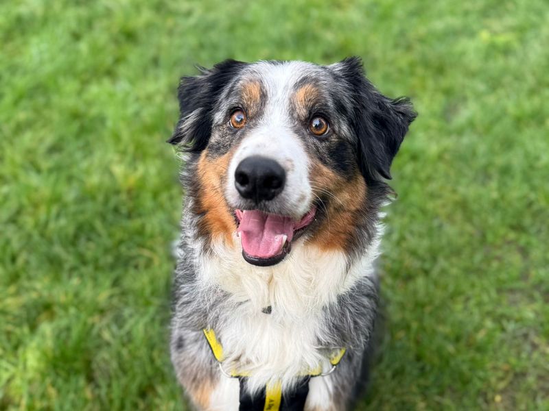 Hopper, a 6 years old male Australian Shepherd available for adoption from Dogs Trust in Shoreham, West Sussex
