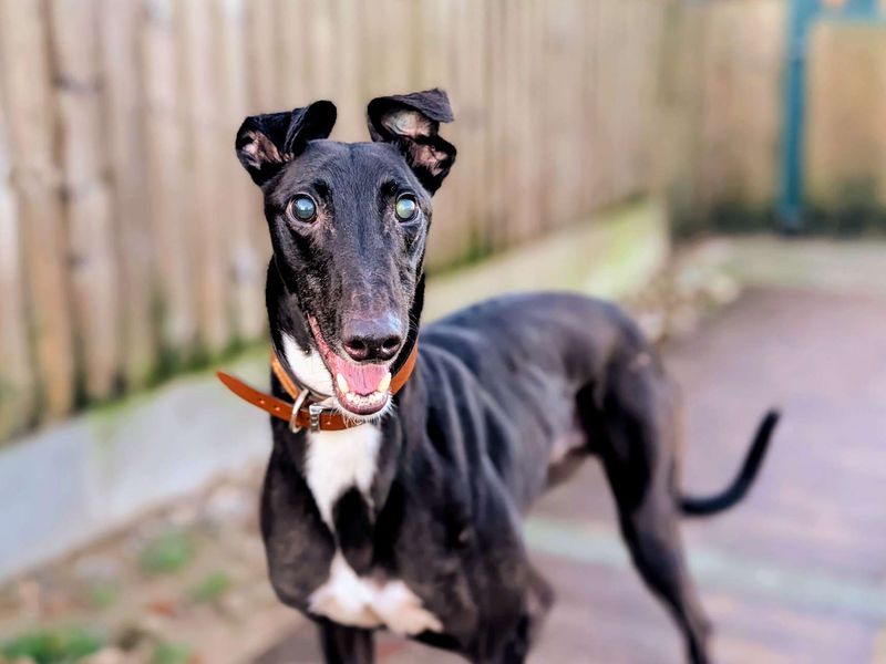 Greyhound for adoption in Cardiff, Glamorgan – 5 years old