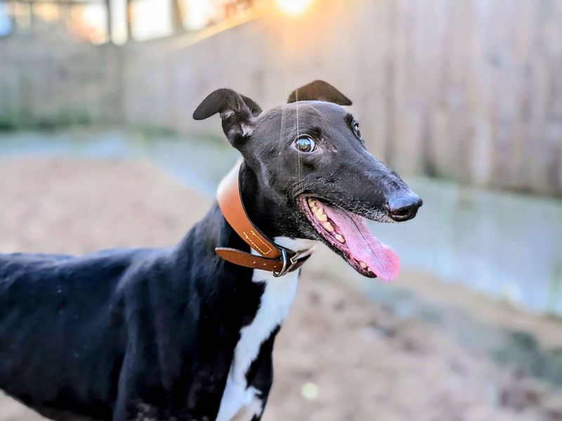 Aidan - Image 5 of 6