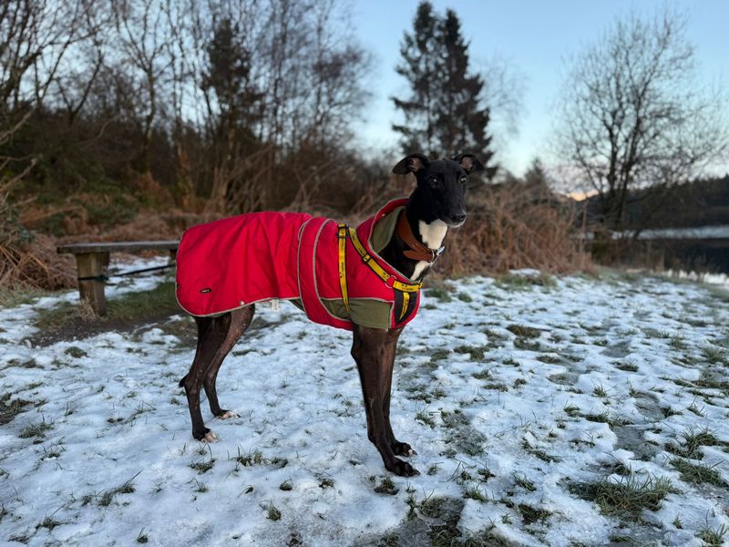 Aidan, a 6 years old male Greyhound available for adoption from Dogs Trust in Splott, Wales
