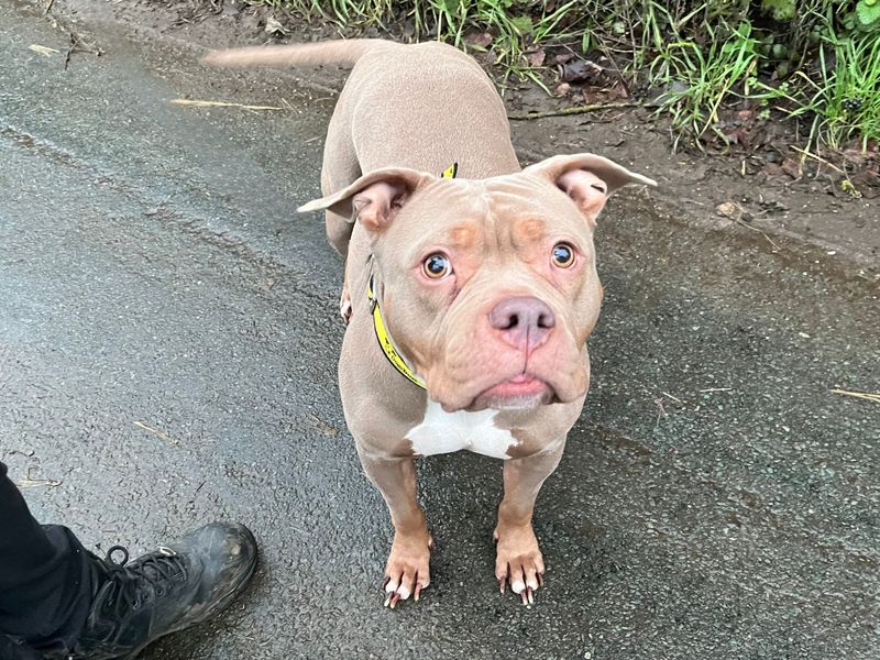Molly, a 6 years old female Unknown available for adoption from Dogs Trust in Snetterton, Norfolk