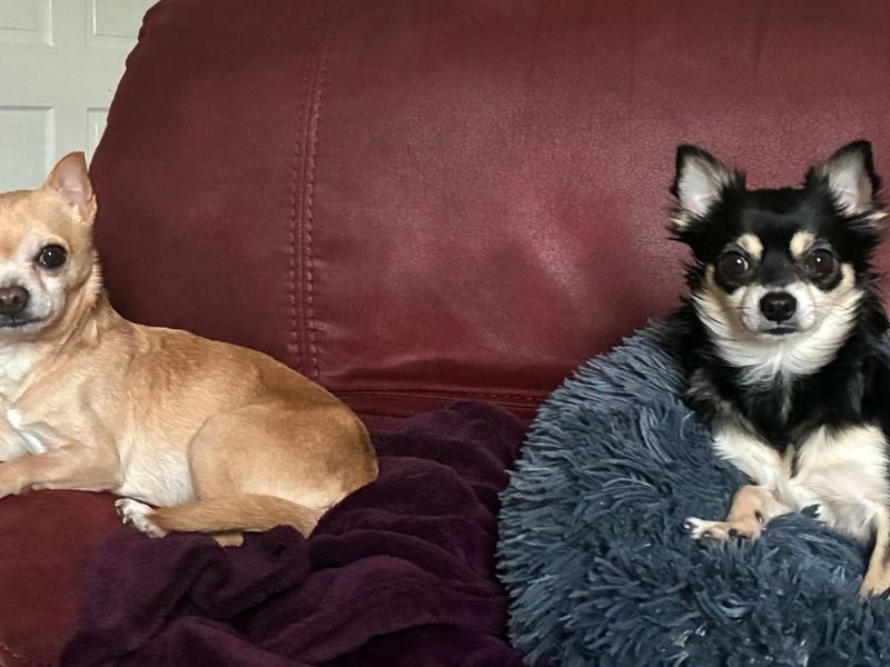 Flipper and Monty - Image 6 of 7