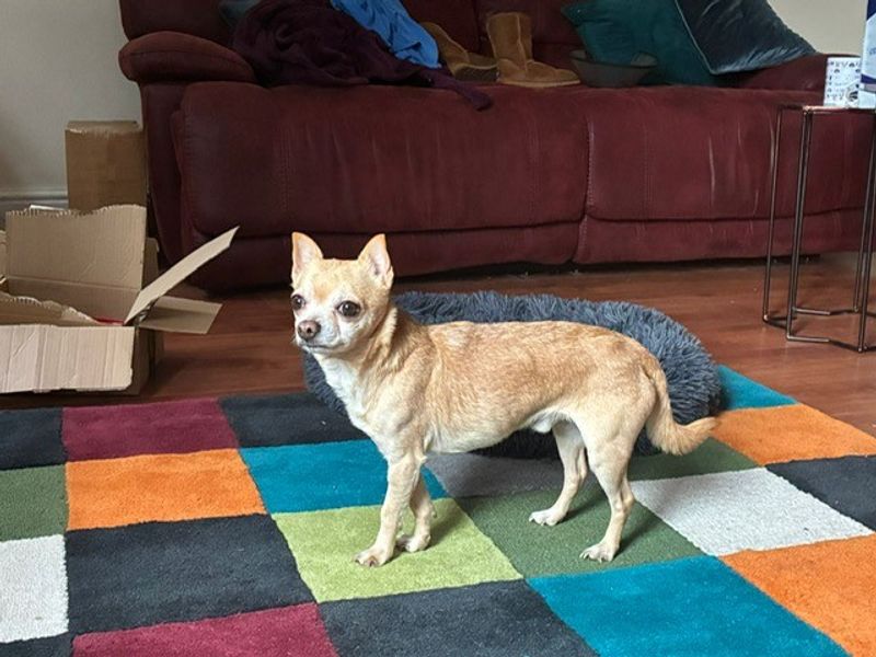 Flipper and Monty - Image 7 of 7