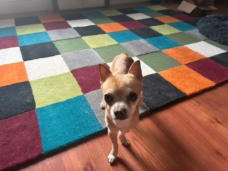 Chihuahua for adoption in Cardiff, Glamorgan – 1 year old