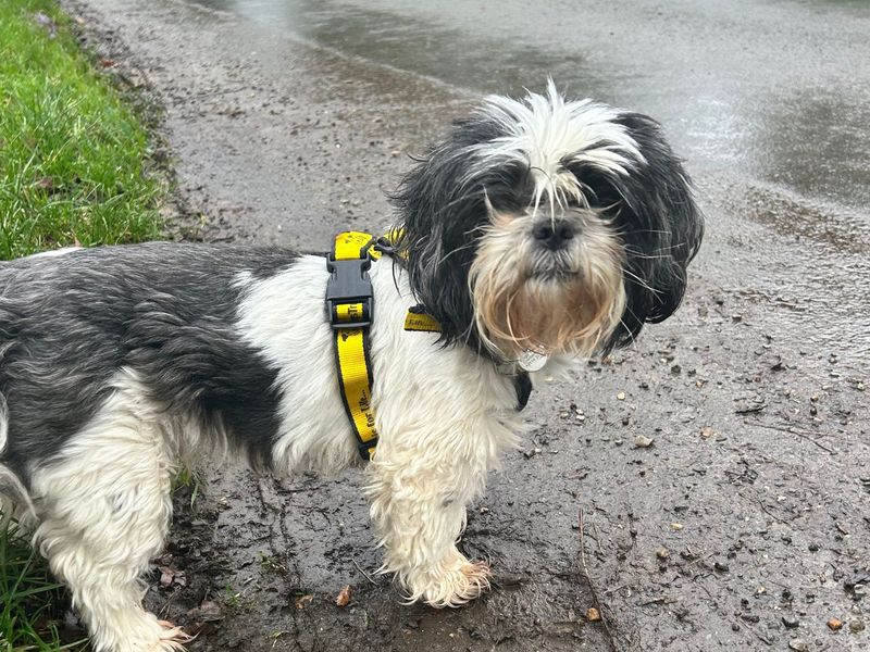 Max L, a 8 years old male Lhasa Apso available for adoption from Dogs Trust in Snetterton, Norfolk