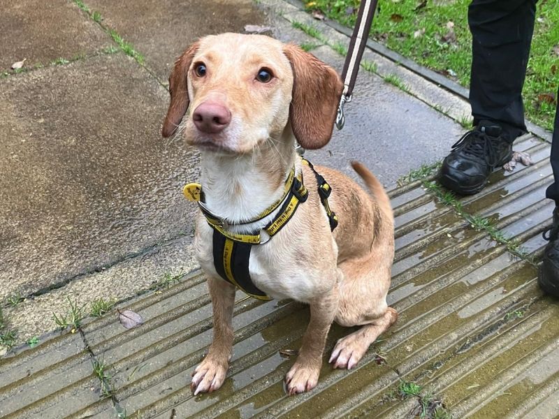 Cocker Spaniel for adoption in Ilfracombe, North Devon – 1 year old