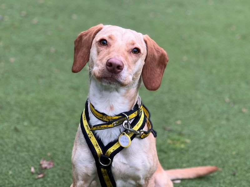 Echo, a 2 years old male Crossbreed available for adoption from Dogs Trust in Ilfracombe