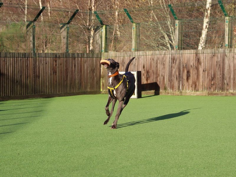 Greyhound for adoption in Glasgow, Scotland – 1 week old - Image 4 of 4