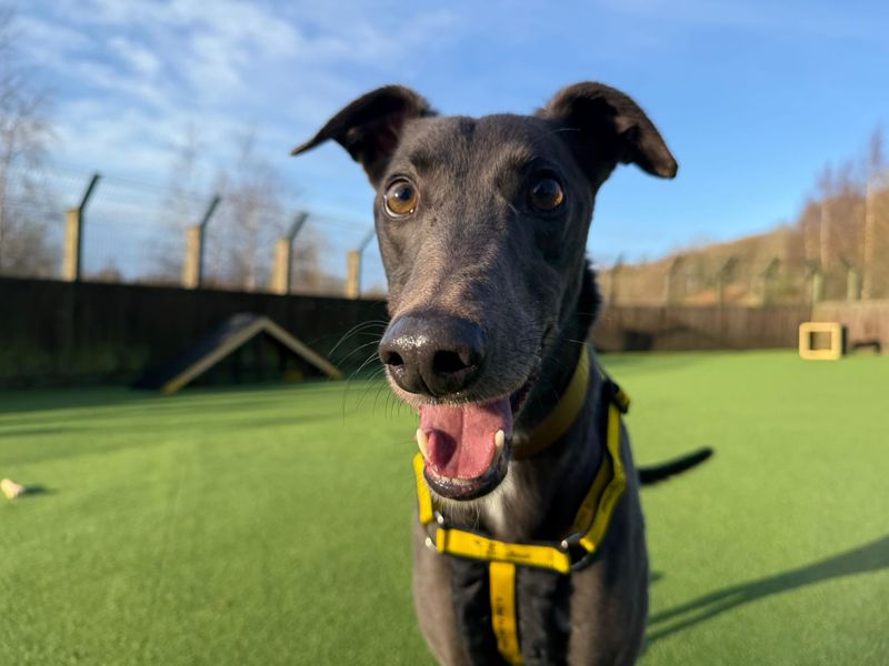 Benji | Greyhound | Glasgow - 1