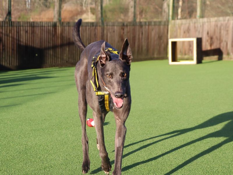 Greyhound for adoption in Glasgow, Scotland – 1 week old - Image 2 of 4