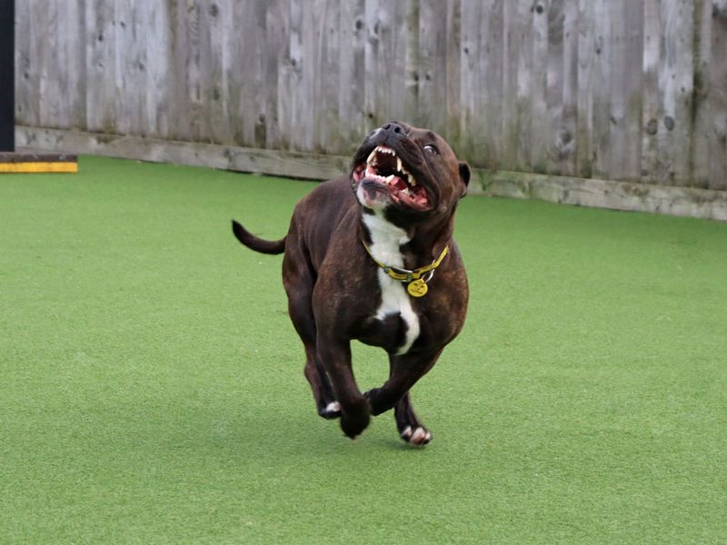 Staffordshire Bull Terrier for adoption in Glasgow, Scotland – 2 years old - Image 4 of 4