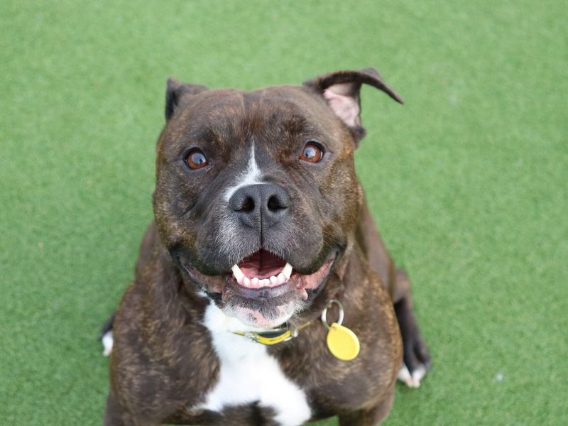 Staffordshire Bull Terrier for adoption in Glasgow, Scotland – 2 years old - Image 2 of 4