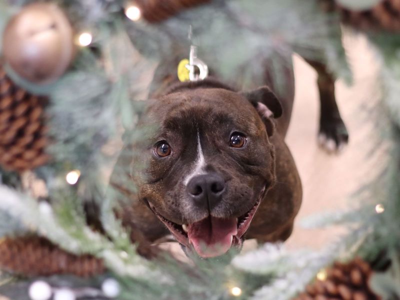 Staffordshire Bull Terrier for adoption in Glasgow, Scotland – 2 years old