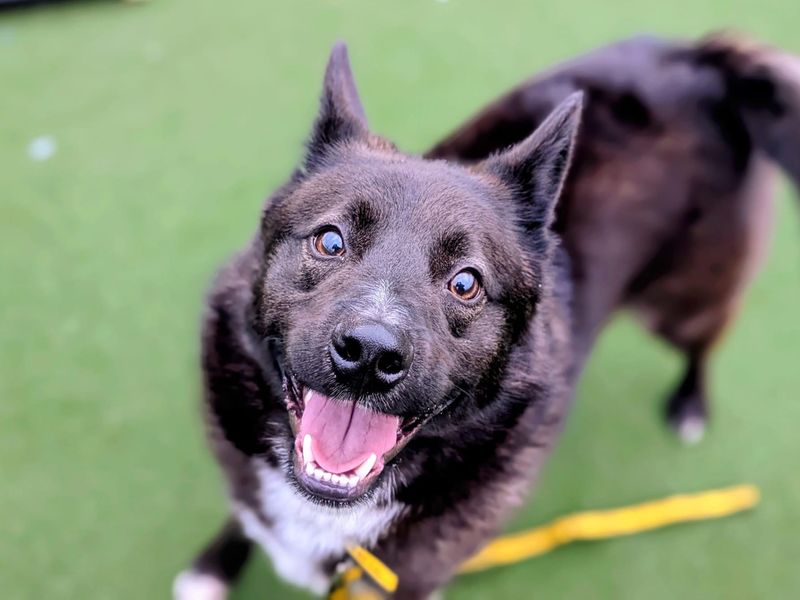 Stitch | Siberian Husky Cross | Cardiff - 1