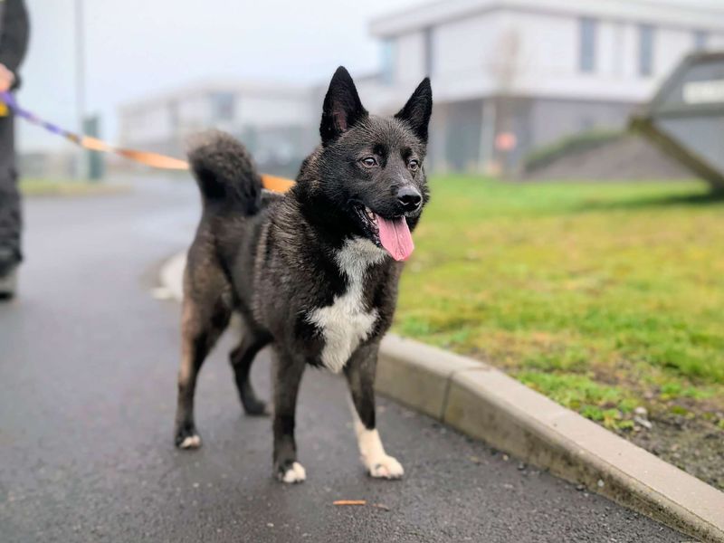 Stitch, a 4 years old male Unknown available for adoption from Dogs Trust in Splott, Wales