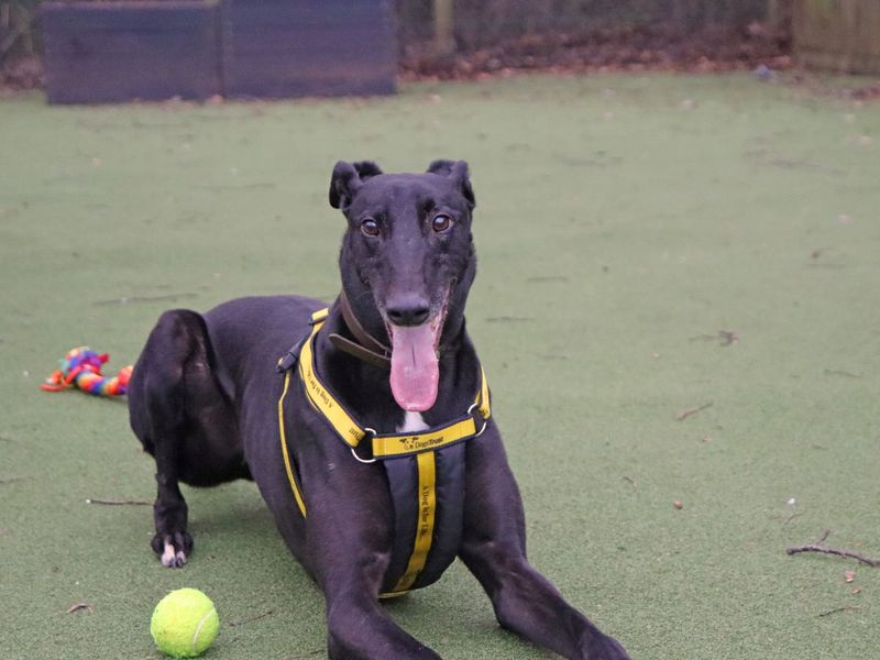 Greyhound for adoption in Glasgow, City of Glasgow – 3 years old - Image 4 of 4