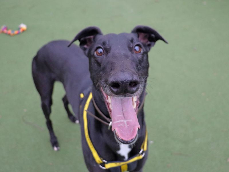 Greyhound for adoption in Glasgow, City of Glasgow – 3 years old - Image 3 of 4