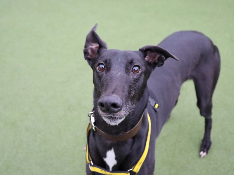 Greyhound for adoption in Glasgow, Scotland – 3 years old