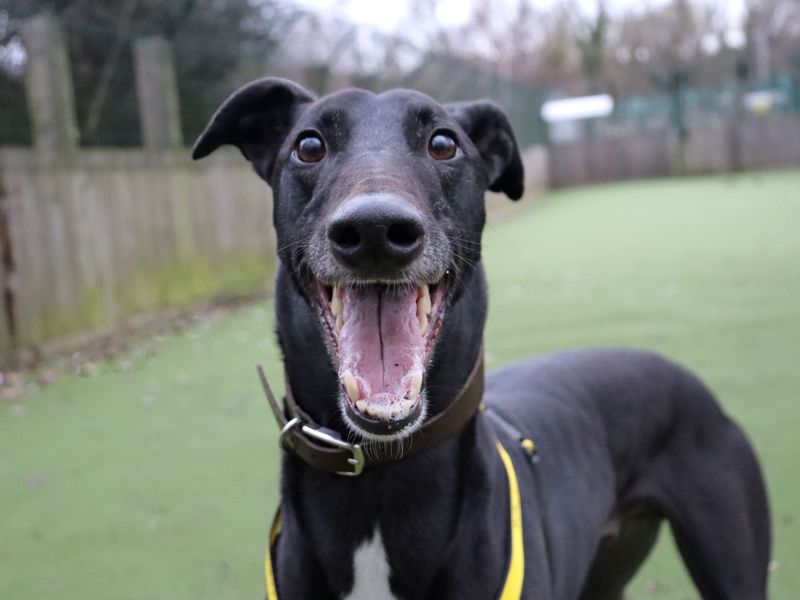 Greyhound for adoption in Glasgow, City of Glasgow – 3 years old - Image 2 of 4