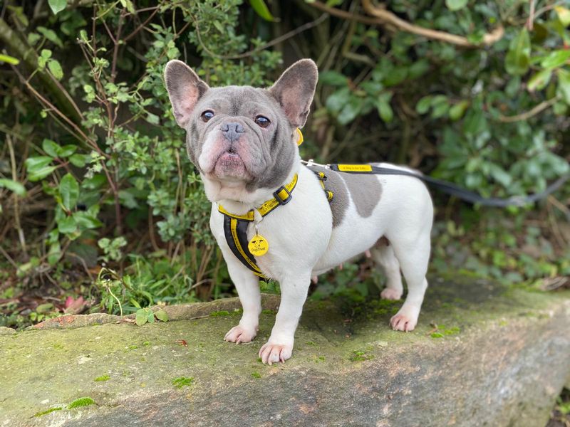 French Bulldog for adoption in , – 6 years old - Image 2 of 3