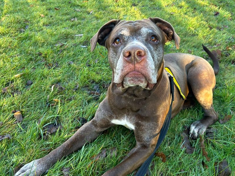 Layla - Image 2 of 8