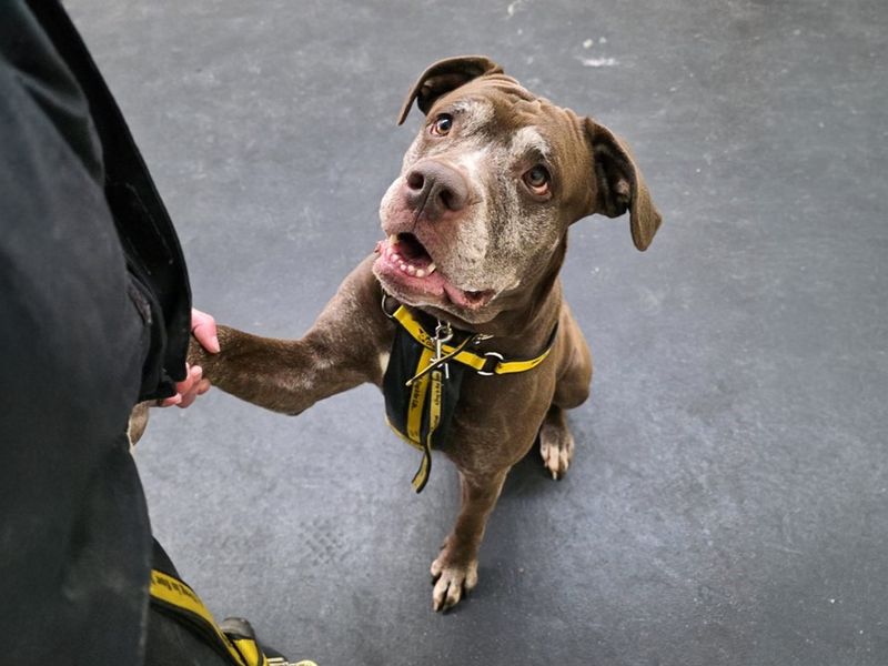 Layla - Image 7 of 8