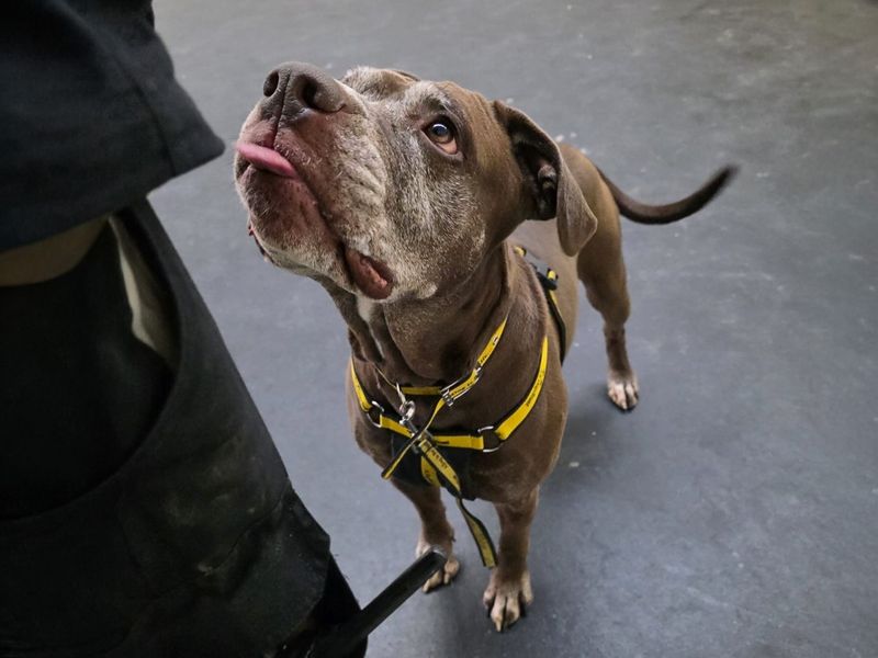 Layla | Terrier (Staffordshire Bull) Cross | Basildon (Essex) - 1