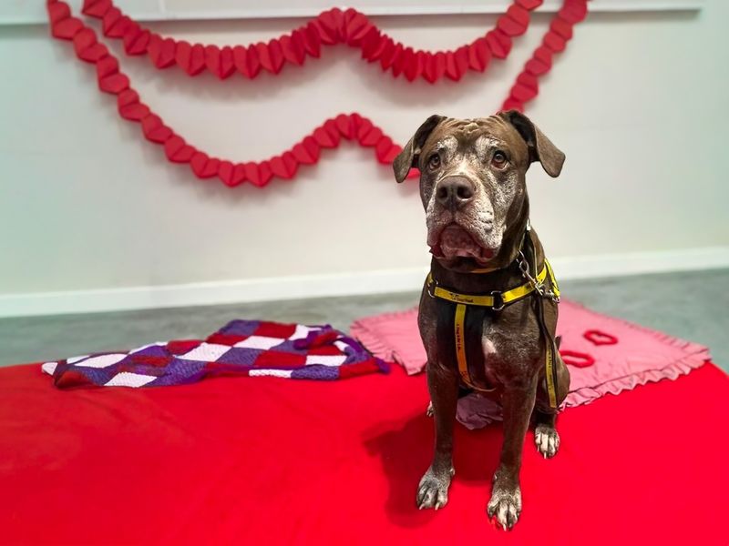 Layla - Image 4 of 8