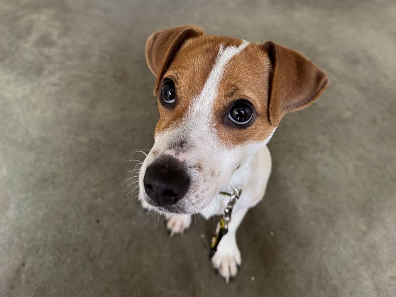 Max | Terrier (Jack Russell) | Basildon (Essex) - 1