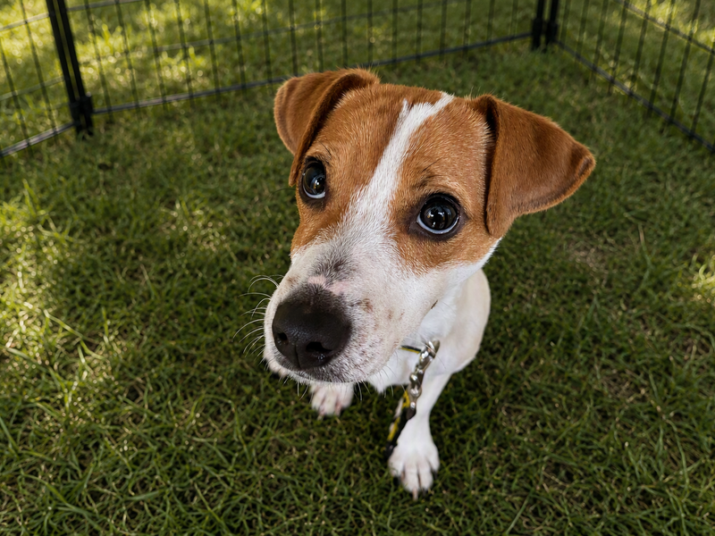 Mark | Terrier (Jack Russell) | Basildon (Essex) - 1