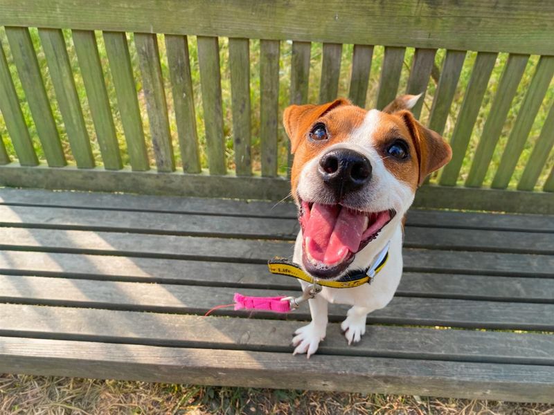 Mark | Terrier (Jack Russell) | Basildon (Essex) - 5