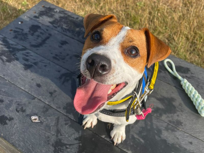 Mark | Terrier (Jack Russell) | Basildon (Essex) - 6
