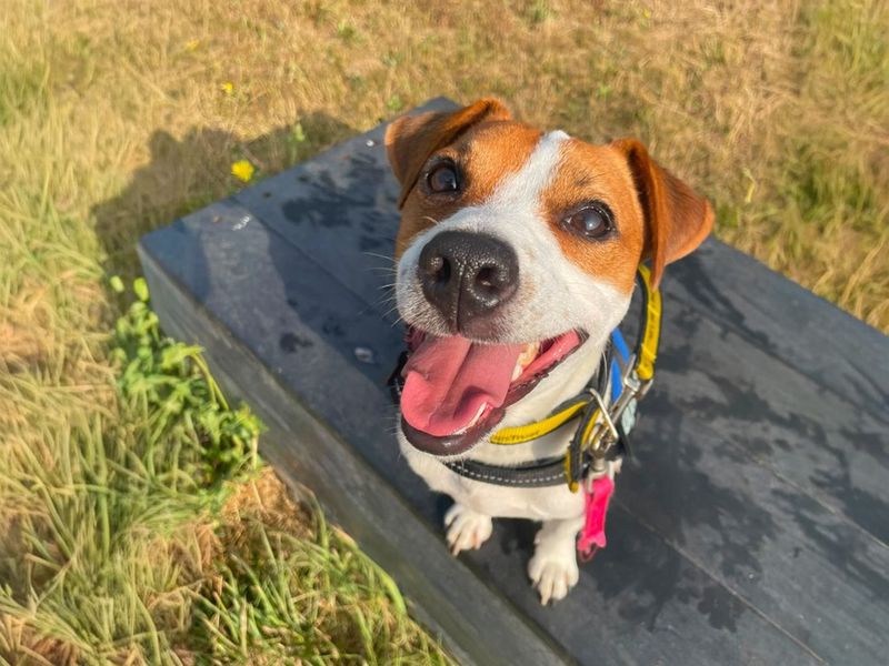 Mark | Terrier (Jack Russell) | Basildon (Essex) - 1