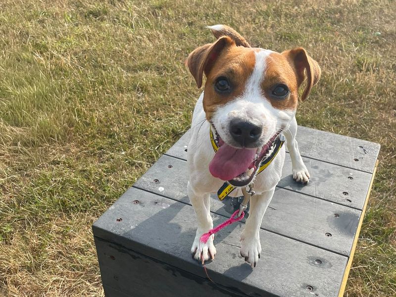 Mark | Terrier (Jack Russell) | Basildon (Essex) - 9