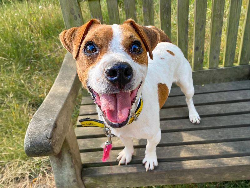 Mark | Terrier (Jack Russell) | Basildon (Essex) - 11
