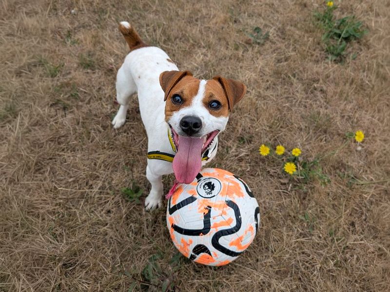 Mark | Terrier (Jack Russell) | Basildon (Essex) - 7