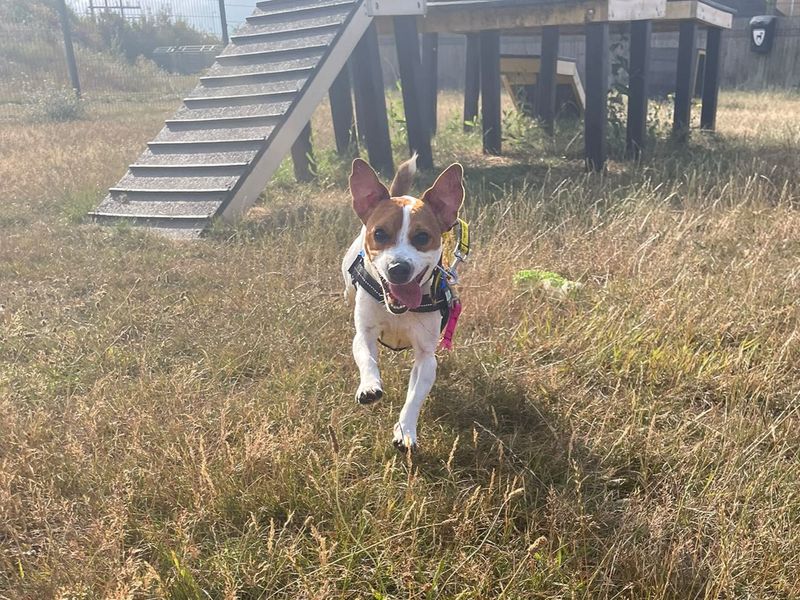 Mark | Terrier (Jack Russell) | Basildon (Essex) - 10