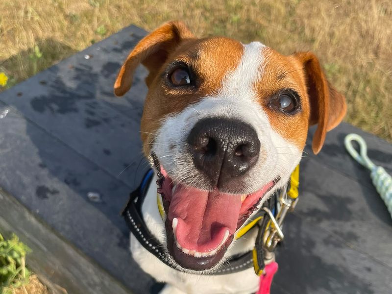 Mark | Terrier (Jack Russell) | Basildon (Essex) - 2