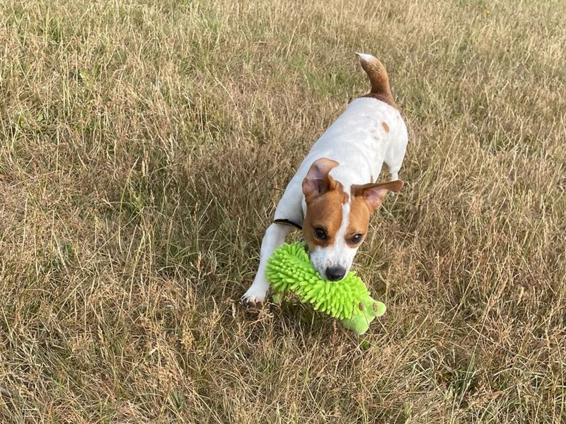 Mark | Terrier (Jack Russell) | Basildon (Essex) - 8