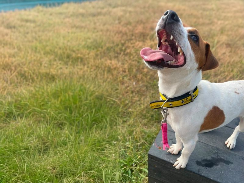 Mark | Terrier (Jack Russell) | Basildon (Essex) - 4